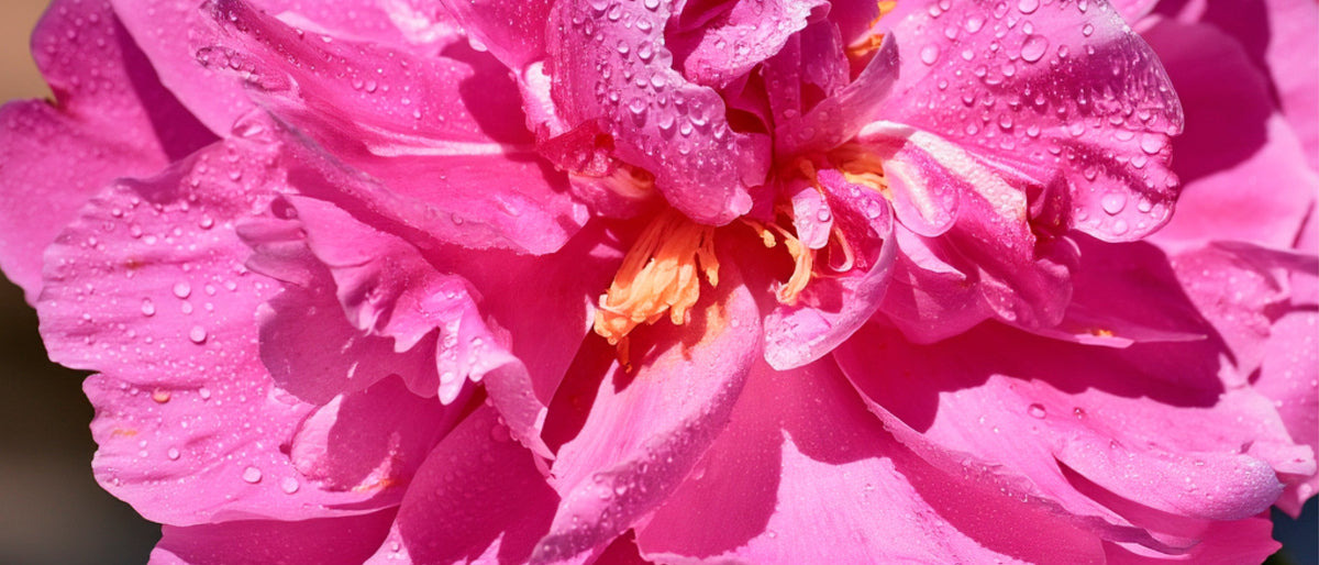 Rose de Damas en fleur